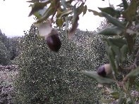 sco dello Scacchiere-20110120 095